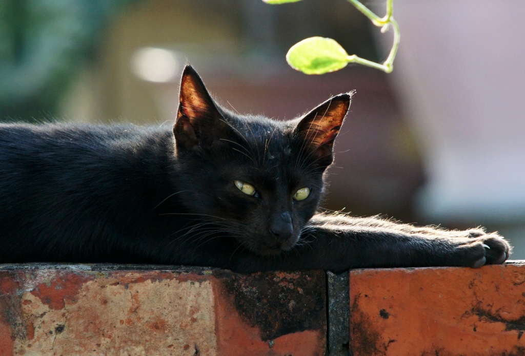 SONY DSC