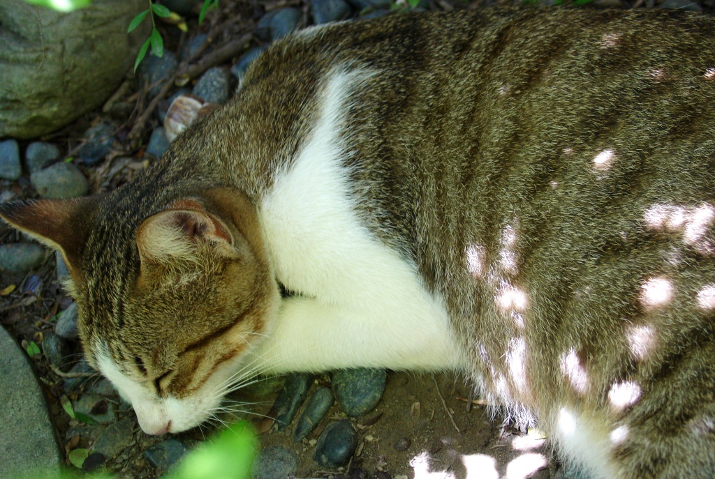 DSC04886