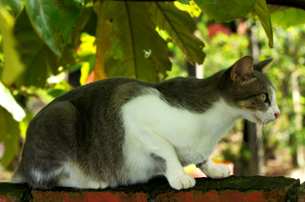 SONY DSC